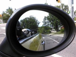 Dog in mirror is happier than he appears!