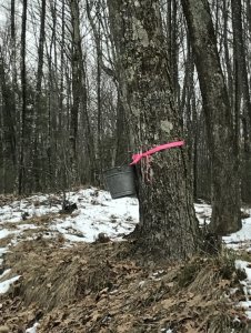 Maple Festival 2018