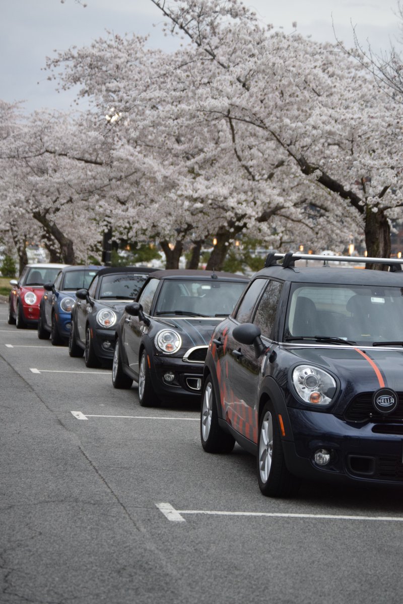 🌸🌸 Cherry Blossom Run 2019 🌸🌸